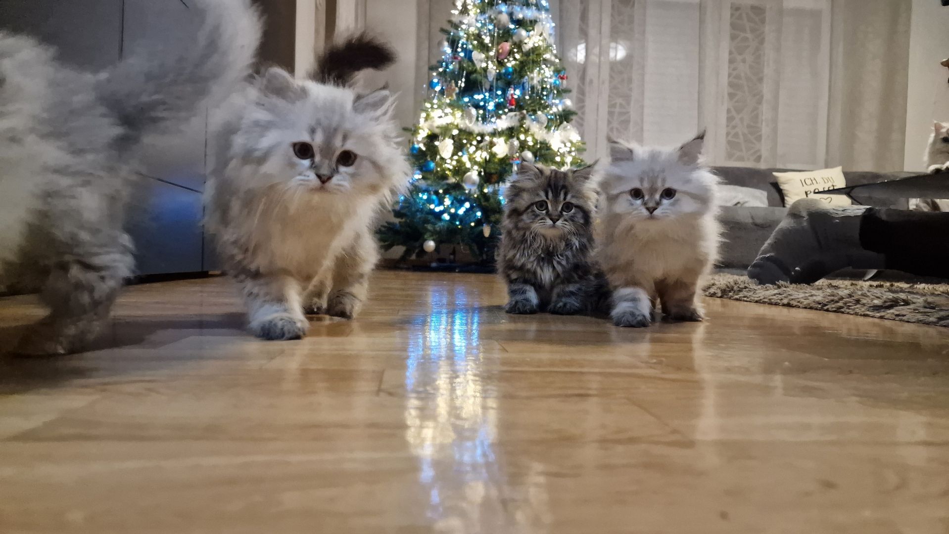 5 Reinrassige BLH Kitten / BKH Katzen blue