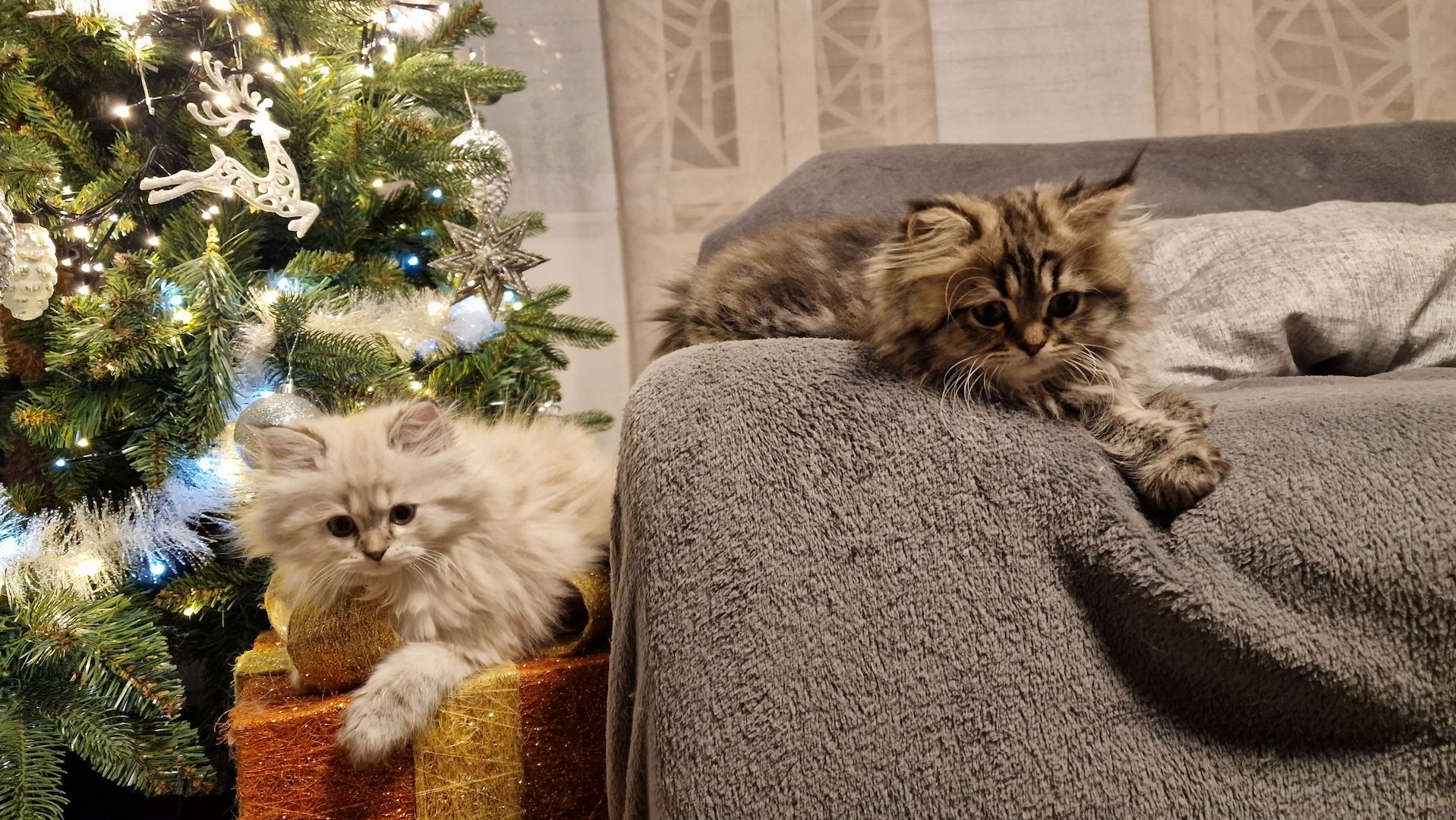 5 Reinrassige BLH Kitten / BKH Katzen blue