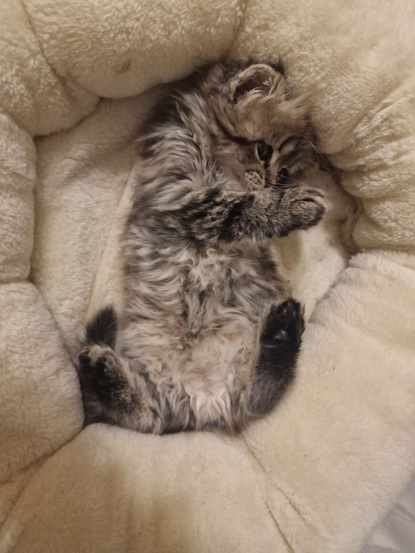 5 Reinrassige BLH Kitten / BKH Katzen blue