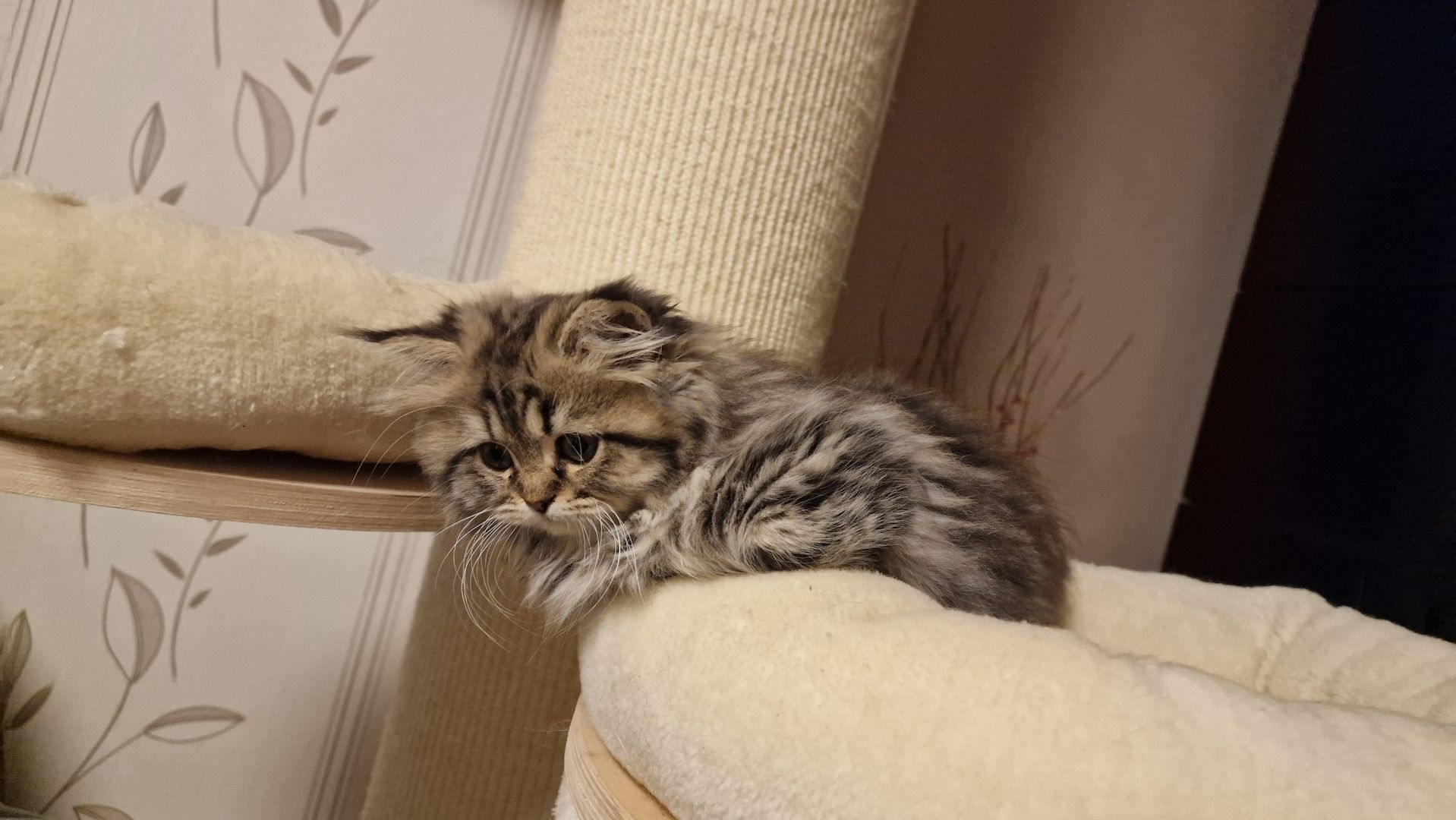 5 Reinrassige BLH Kitten / BKH Katzen blue