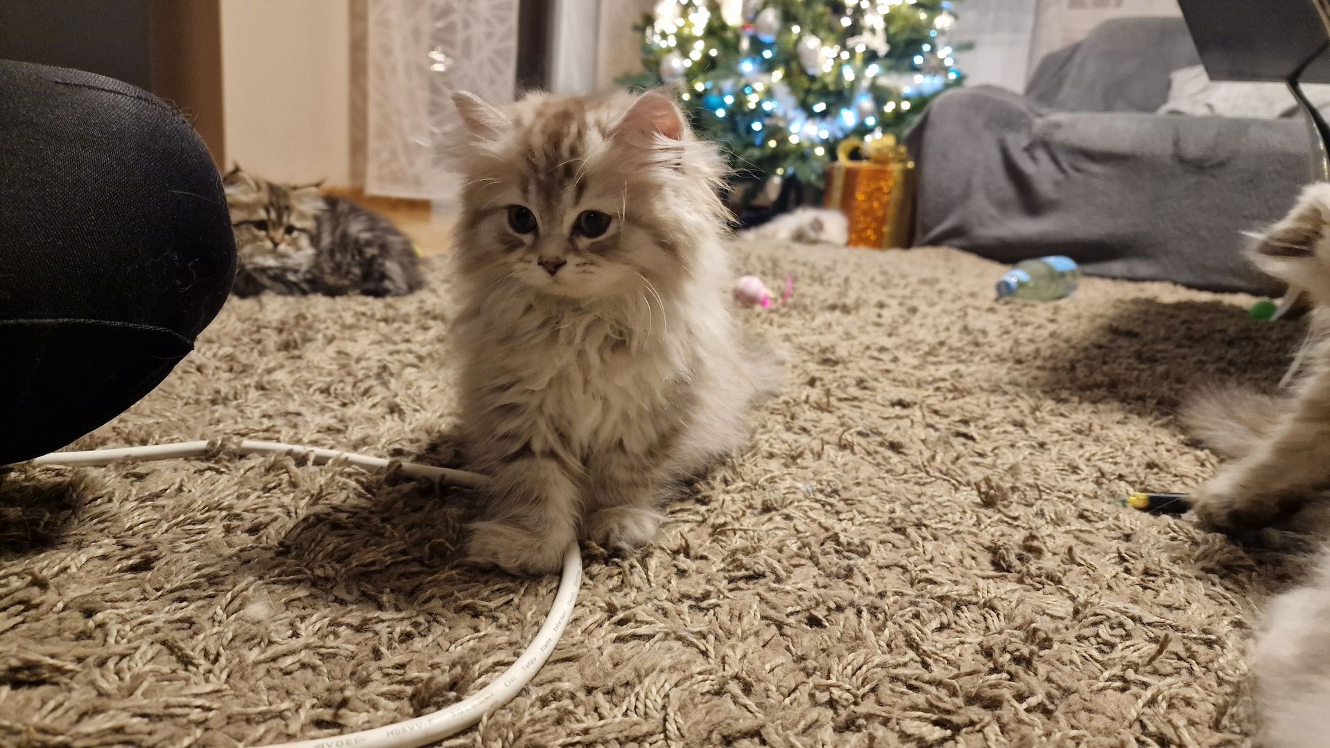 5 Reinrassige BLH Kitten / BKH Katzen blue