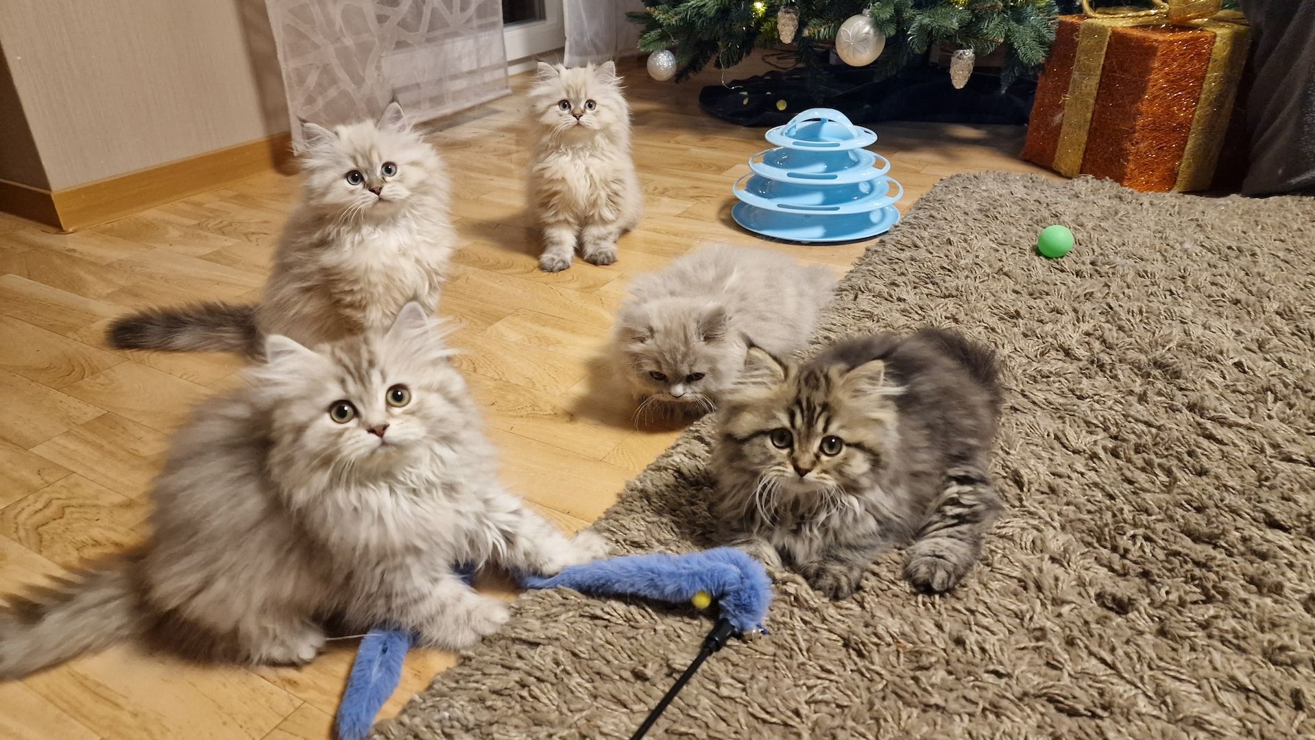5 Reinrassige BLH Kitten / BKH Katzen blue