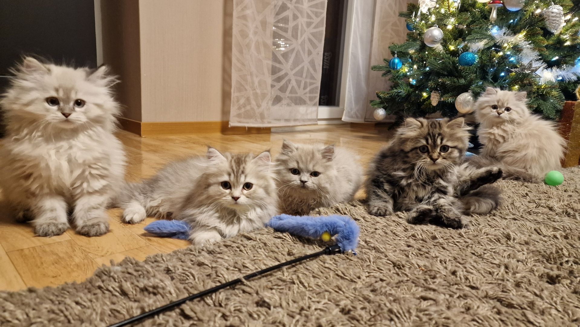 5 Reinrassige BLH Kitten / BKH Katzen blue