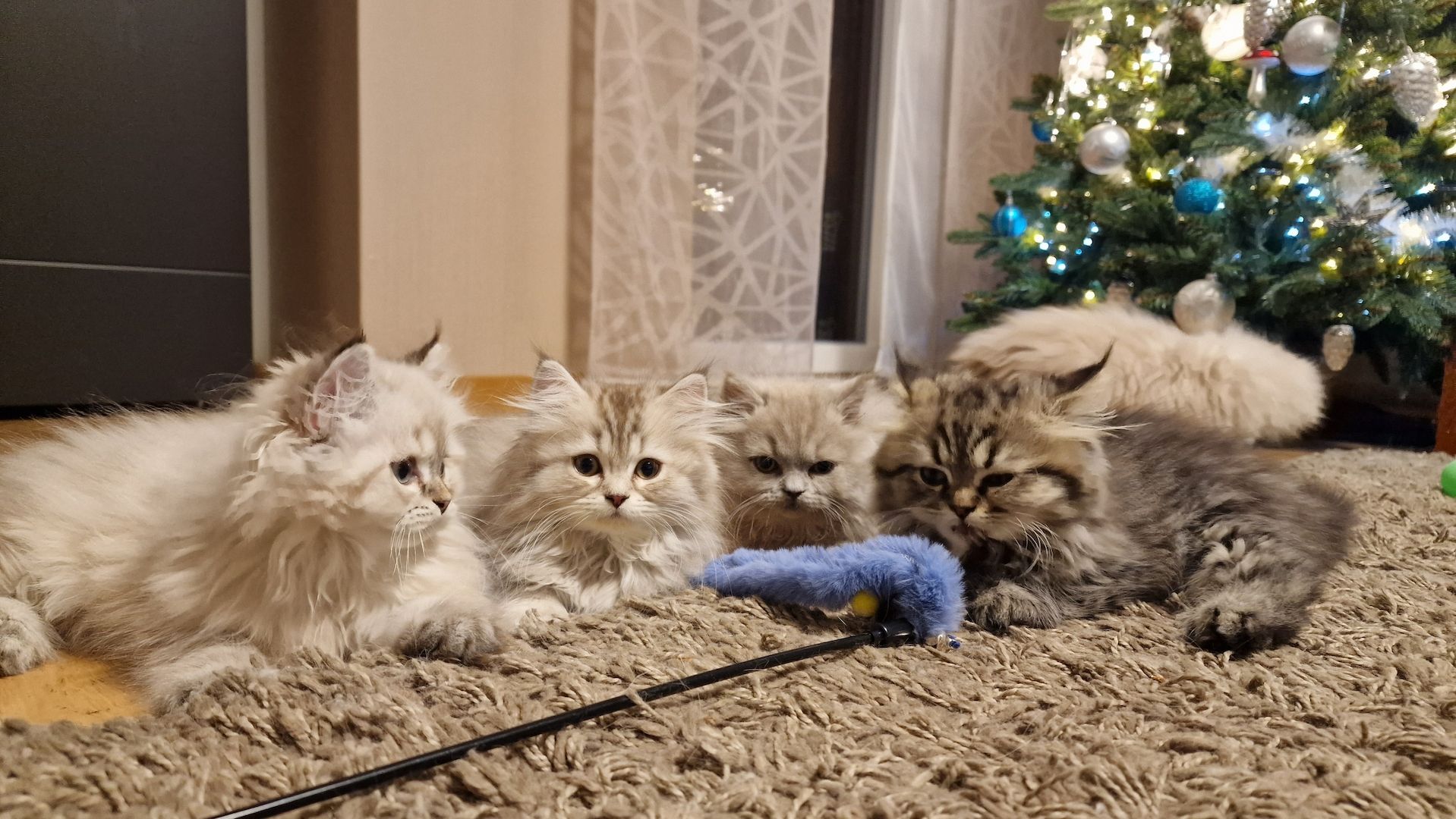 5 Reinrassige BLH Kitten / BKH Katzen blue