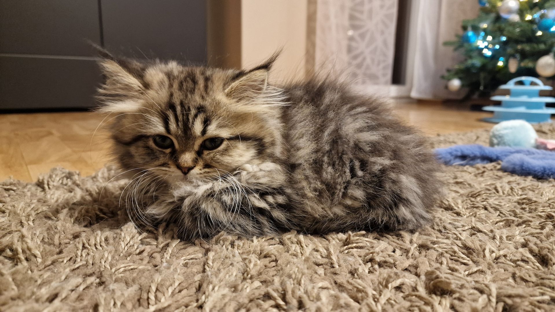 5 Reinrassige BLH Kitten / BKH Katzen blue