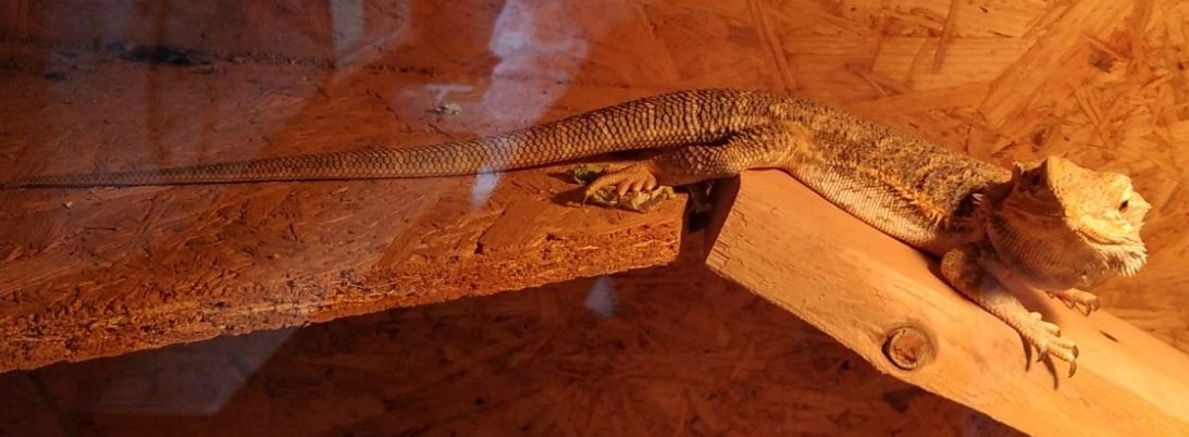 2 Bartagamen,  2 Jahre alt zu verkaufen