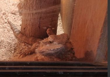 2 Bartagamen,  2 Jahre alt zu verkaufen