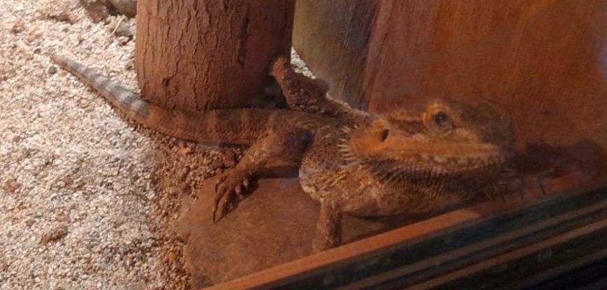 2 Bartagamen,  2 Jahre alt zu verkaufen