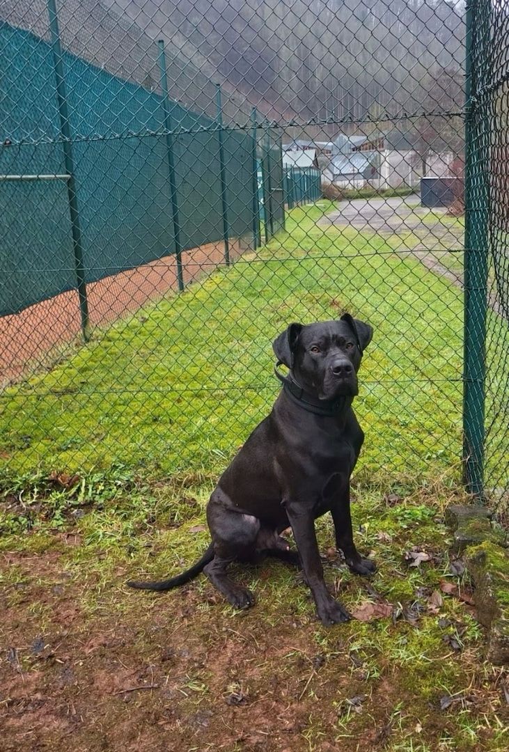 Deutsche Dogge-Saupacker mix