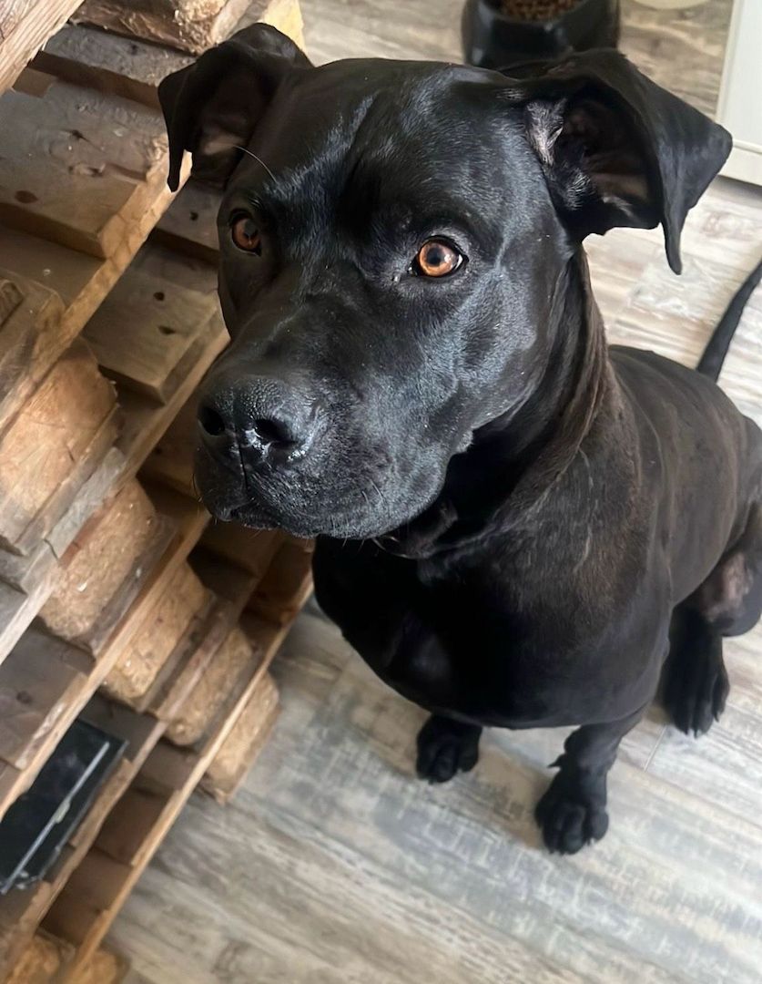 Deutsche Dogge-Saupacker mix