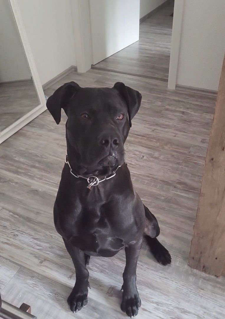 Deutsche Dogge-Saupacker mix