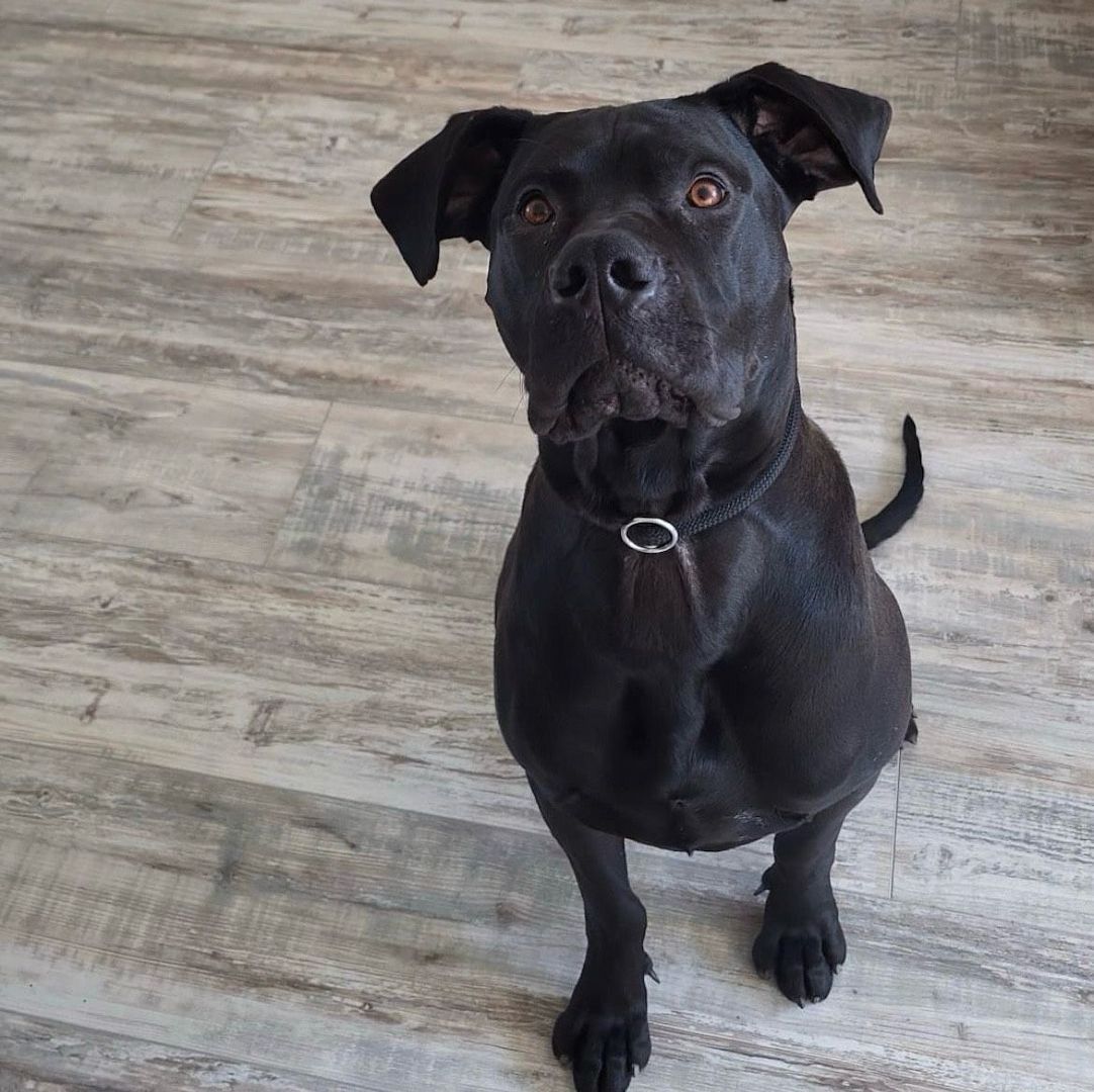 Deutsche Dogge-Saupacker mix