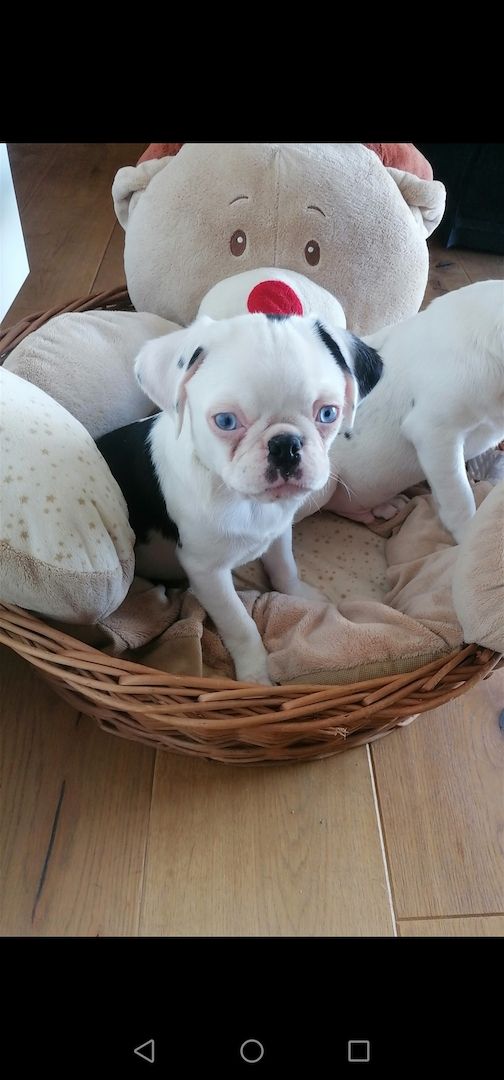 Altdeutsche Mops Welpen in Panda Farben