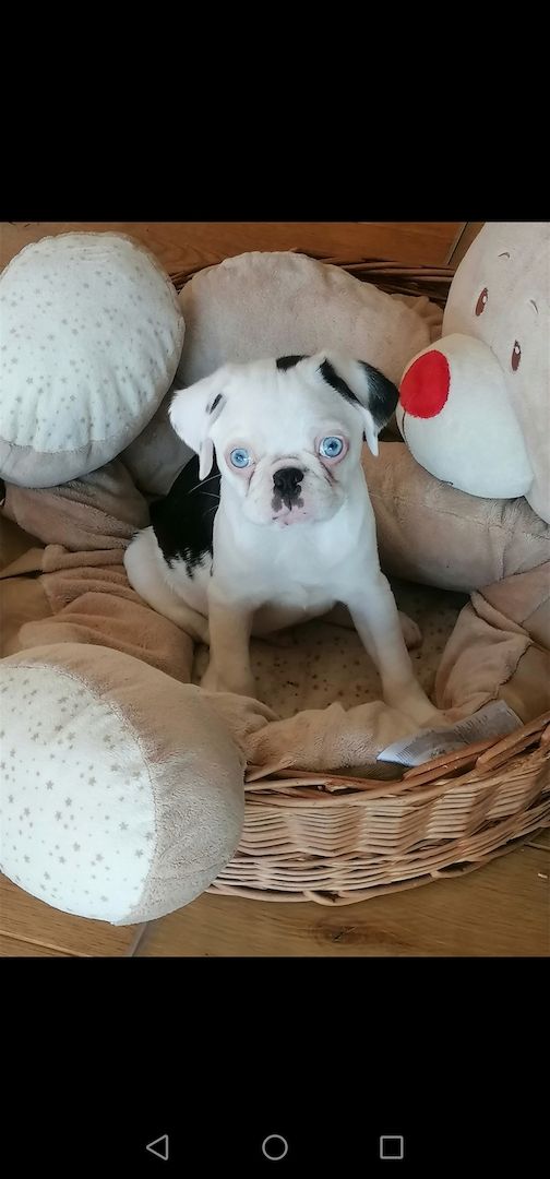 Altdeutsche Mops Welpen in Panda Farben