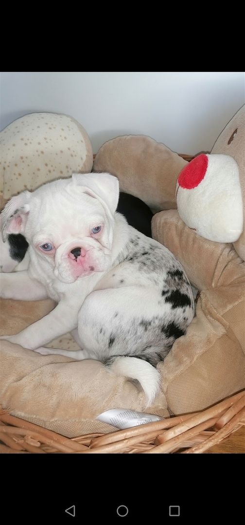 Altdeutsche Mops Welpen in Panda Farben