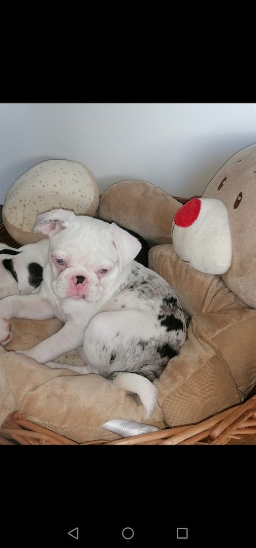 Altdeutsche Mops Welpen in Panda Farben