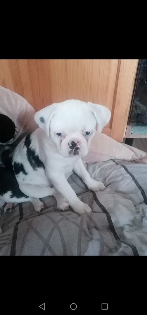 Altdeutsche Mops Welpen in Panda Farben