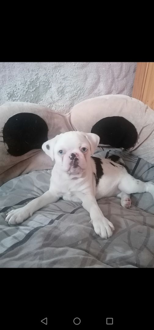 Altdeutsche Mops Welpen in Panda Farben