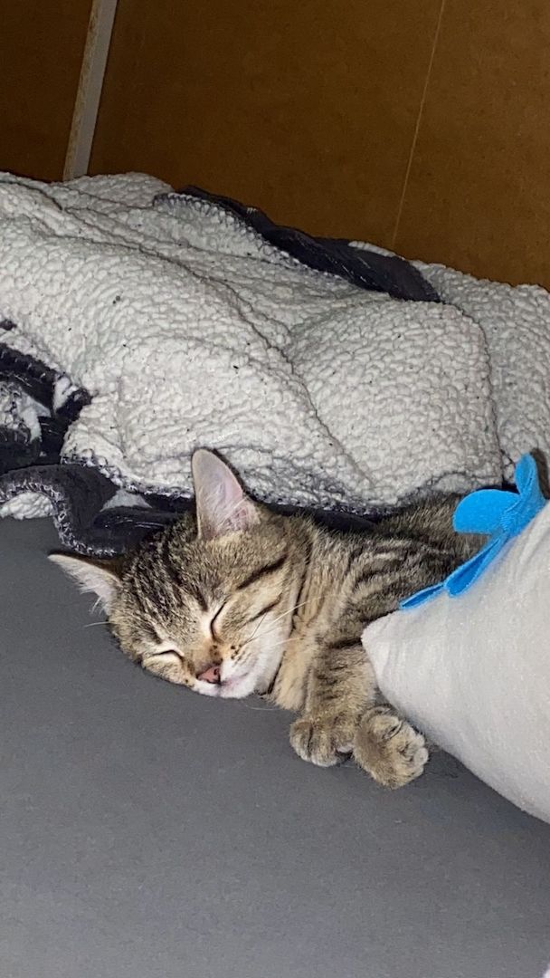 Europäische Kurzhaarkatze