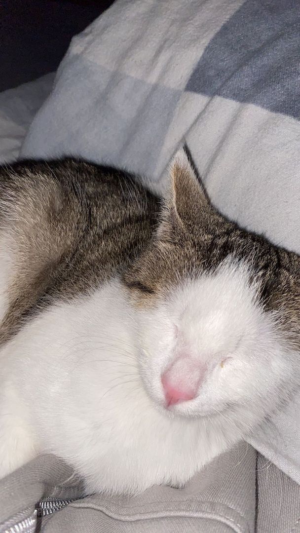 Europäische Kurzhaarkatze