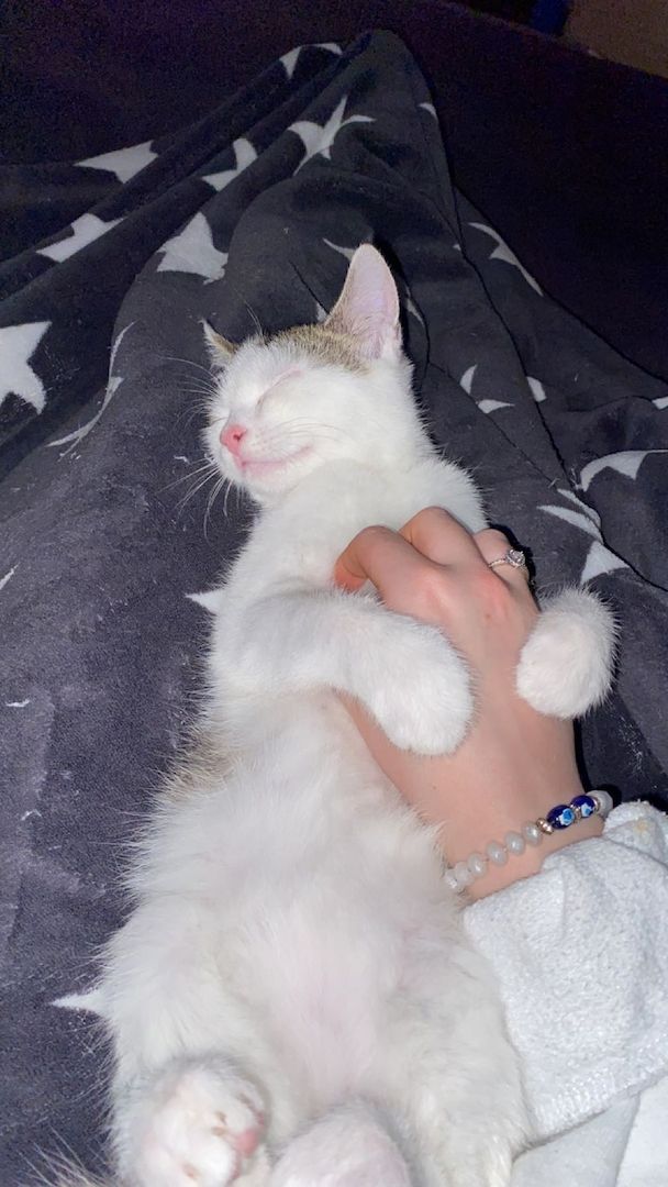 Europäische Kurzhaarkatze