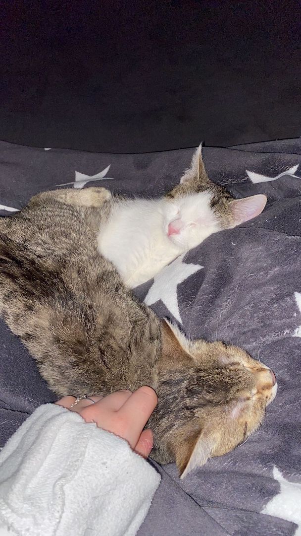 Europäische Kurzhaarkatze