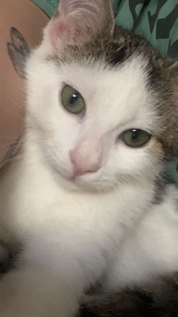 Europäische Kurzhaarkatze