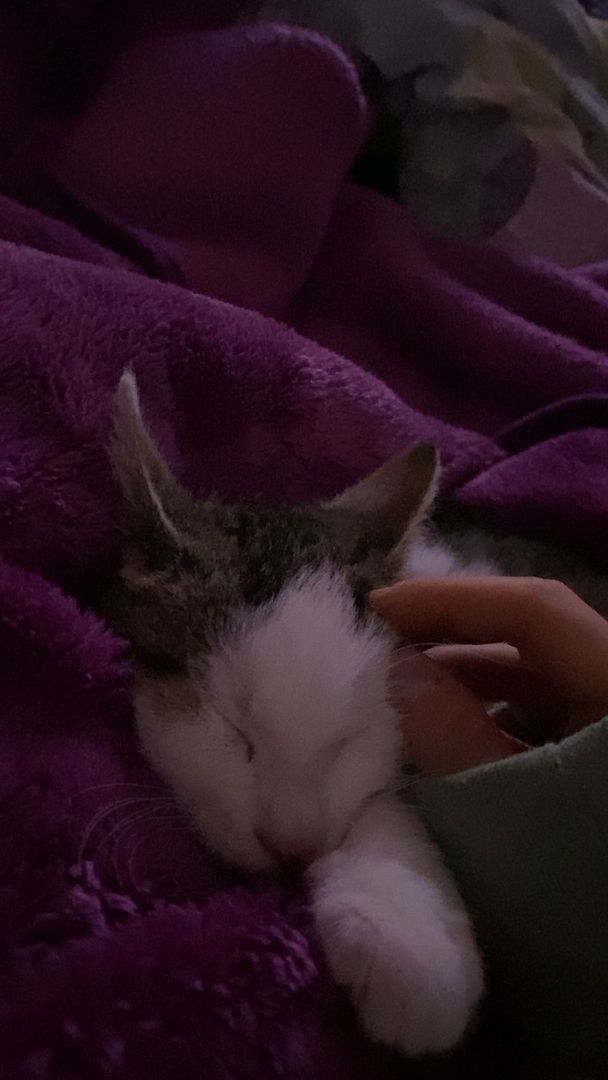 Europäische Kurzhaarkatze