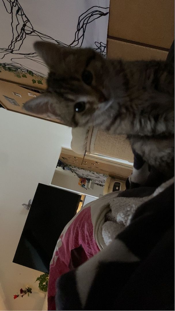 Europäische Kurzhaarkatze