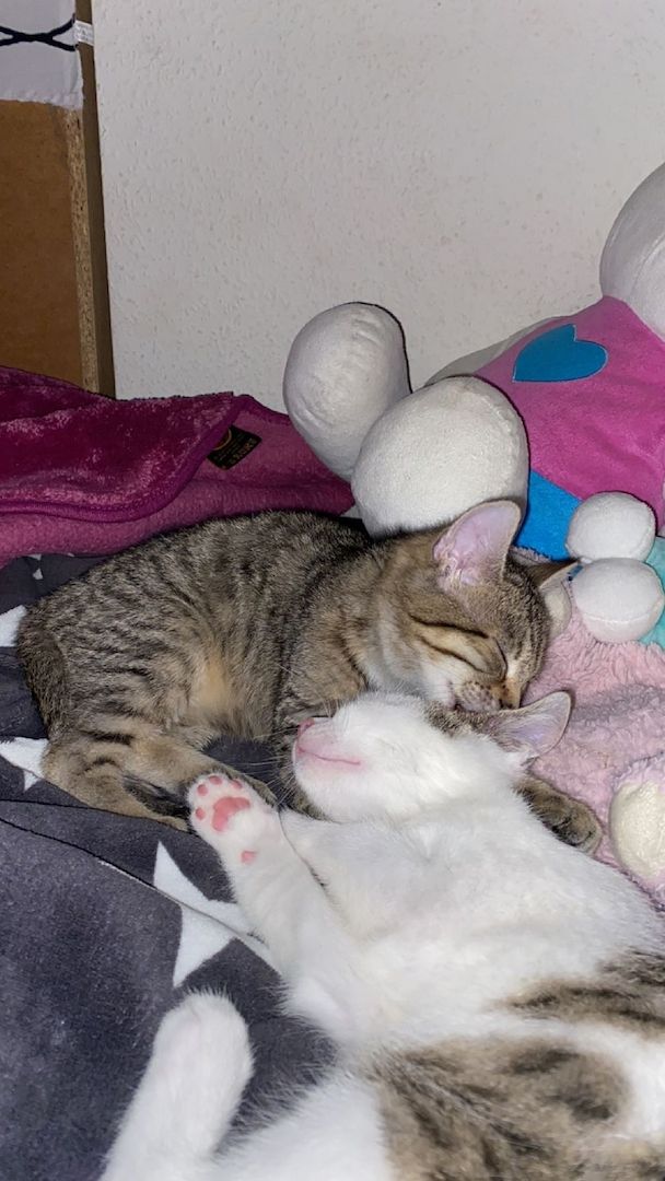 Europäische Kurzhaarkatze