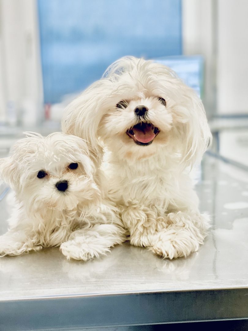 Malteser Welpe Malteser Welpe