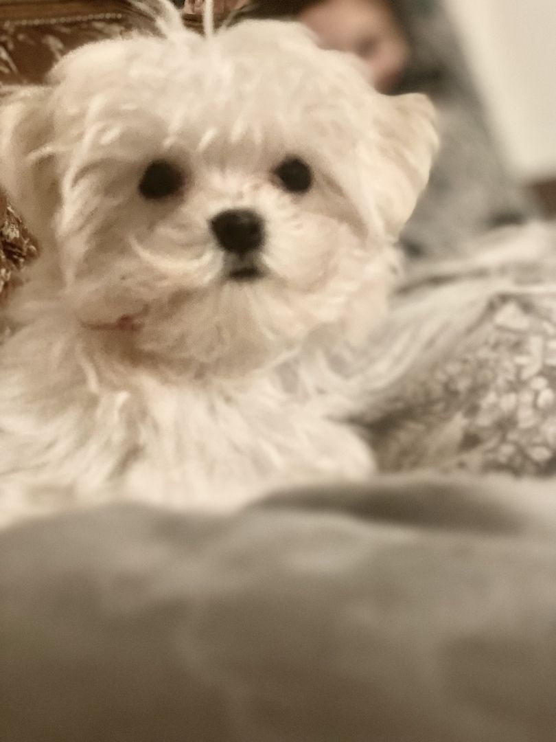 Malteser Welpe Malteser Welpe