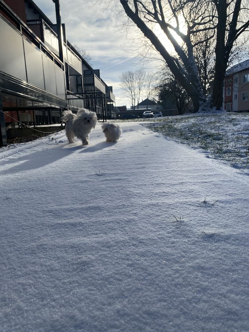 Malteser Welpe Malteser Welpe