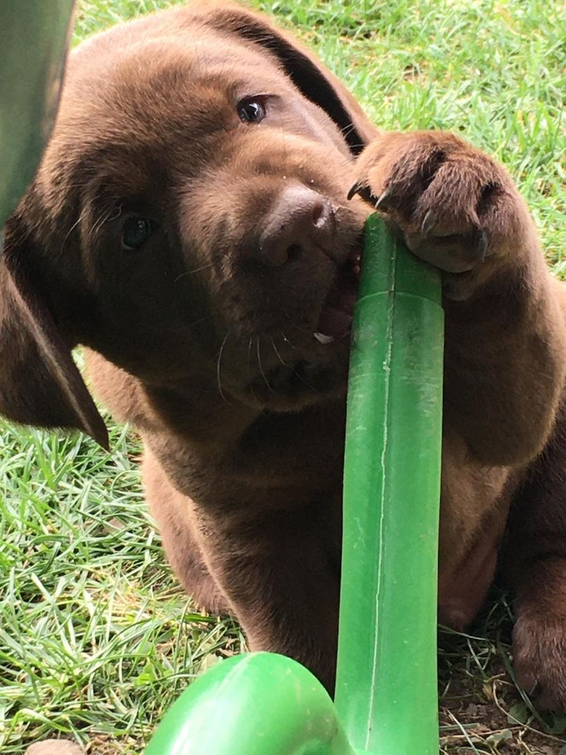 Labrador-Welpen von der Seenplatte in schwarz/charcoal Labrador-Welpen von der Seenplatte in schwarz/charcoal