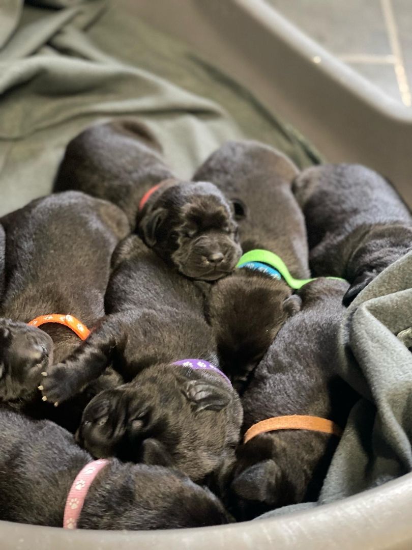 Labrador-Welpen von der Seenplatte in schwarz/charcoal Labrador-Welpen von der Seenplatte in schwarz/charcoal