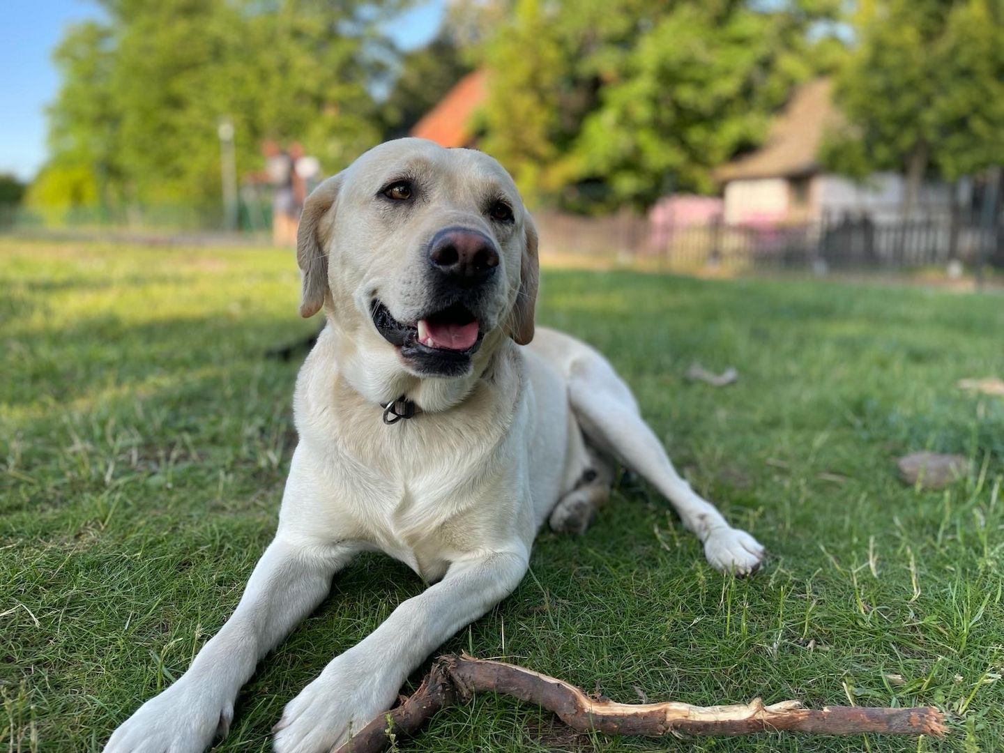 Labrador-Welpen von der Seenplatte in schwarz/charcoal Labrador-Welpen von der Seenplatte in schwarz/charcoal