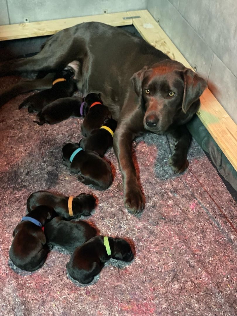 Labrador-Welpen von der Seenplatte in schwarz/charcoal Labrador-Welpen von der Seenplatte in schwarz/charcoal