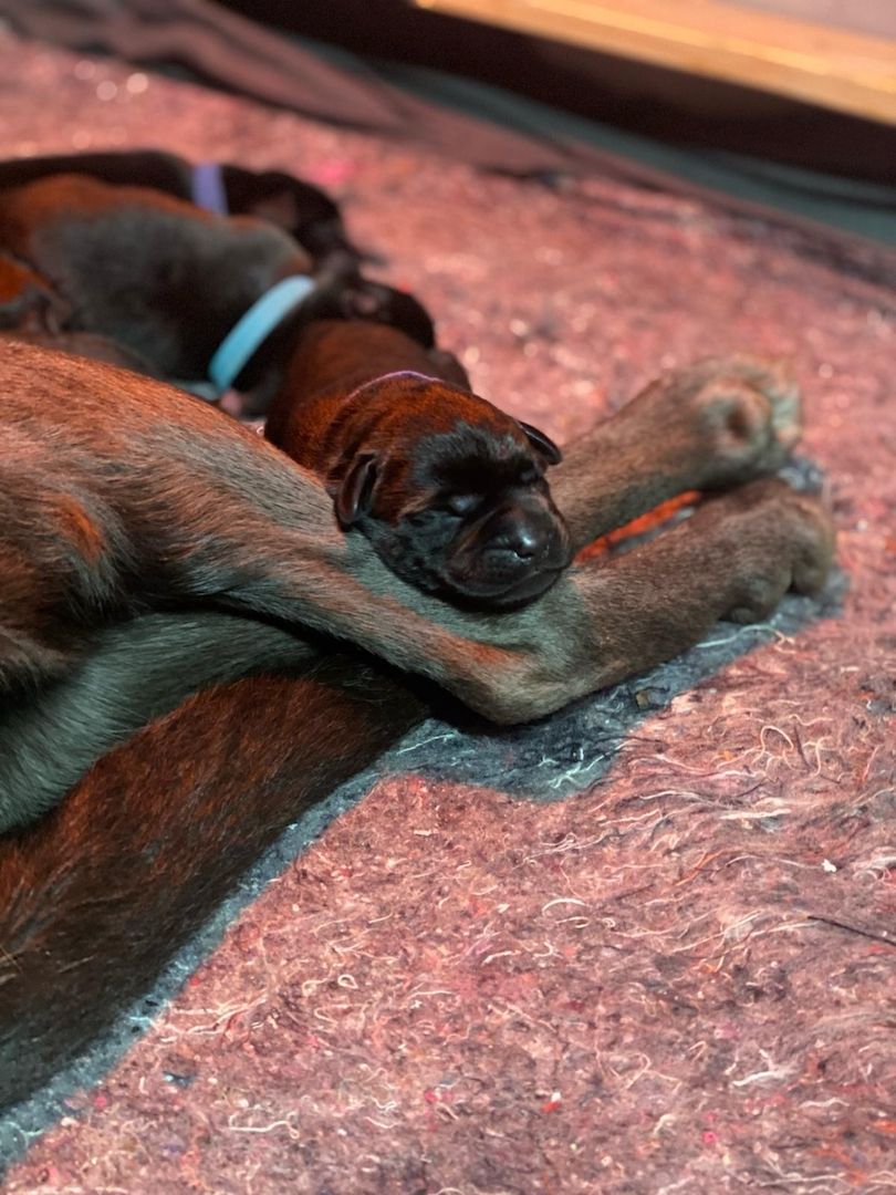 Labrador-Welpen von der Seenplatte in schwarz/charcoal Labrador-Welpen von der Seenplatte in schwarz/charcoal