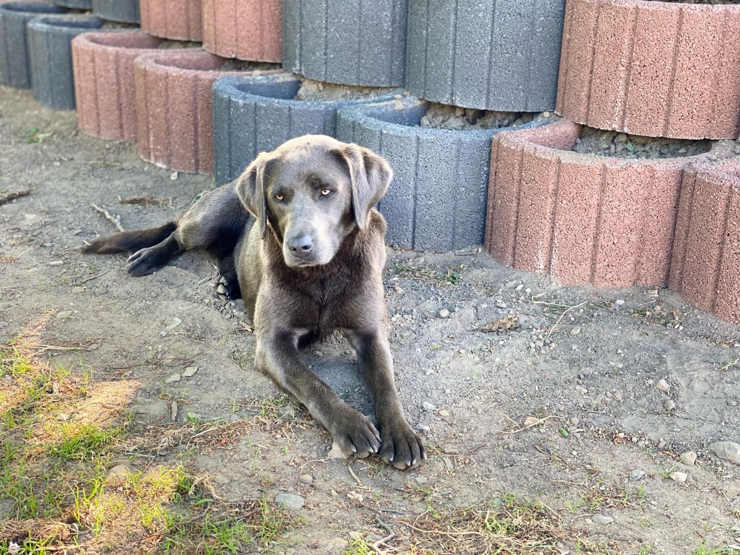 Labrador-Welpen von der Seenplatte in schwarz/charcoal Labrador-Welpen von der Seenplatte in schwarz/charcoal