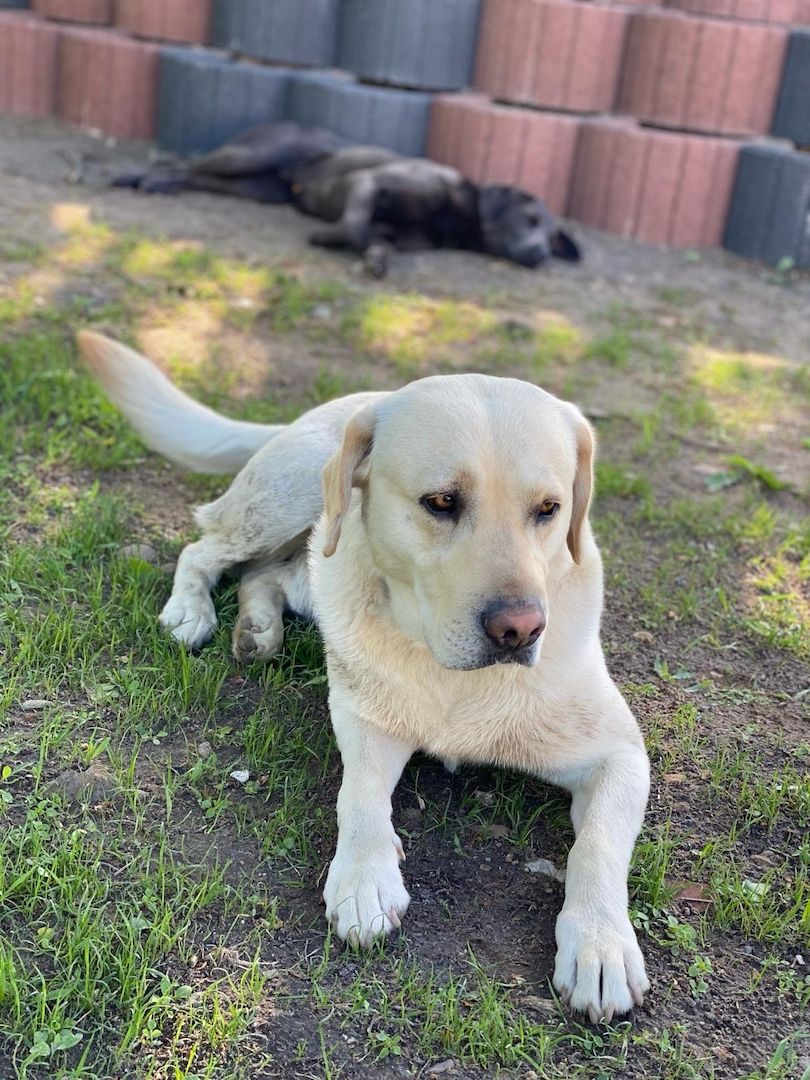 Labrador-Welpen von der Seenplatte in schwarz/charcoal Labrador-Welpen von der Seenplatte in schwarz/charcoal