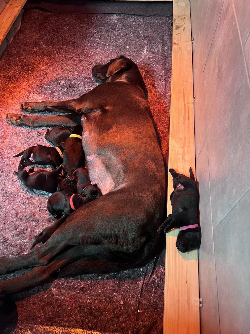 Labrador-Welpen von der Seenplatte in schwarz/charcoal Labrador-Welpen von der Seenplatte in schwarz/charcoal