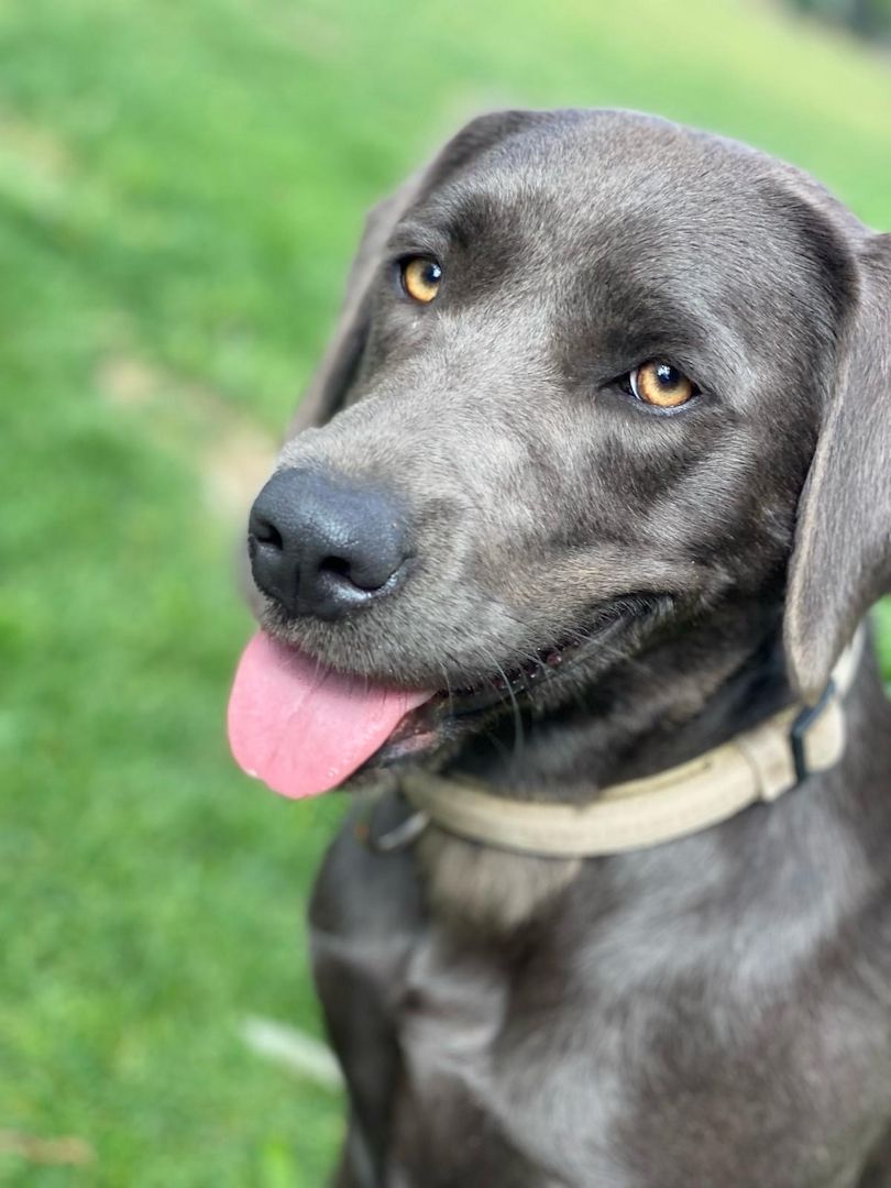 Labrador-Welpen von der Seenplatte in schwarz/charcoal Labrador-Welpen von der Seenplatte in schwarz/charcoal