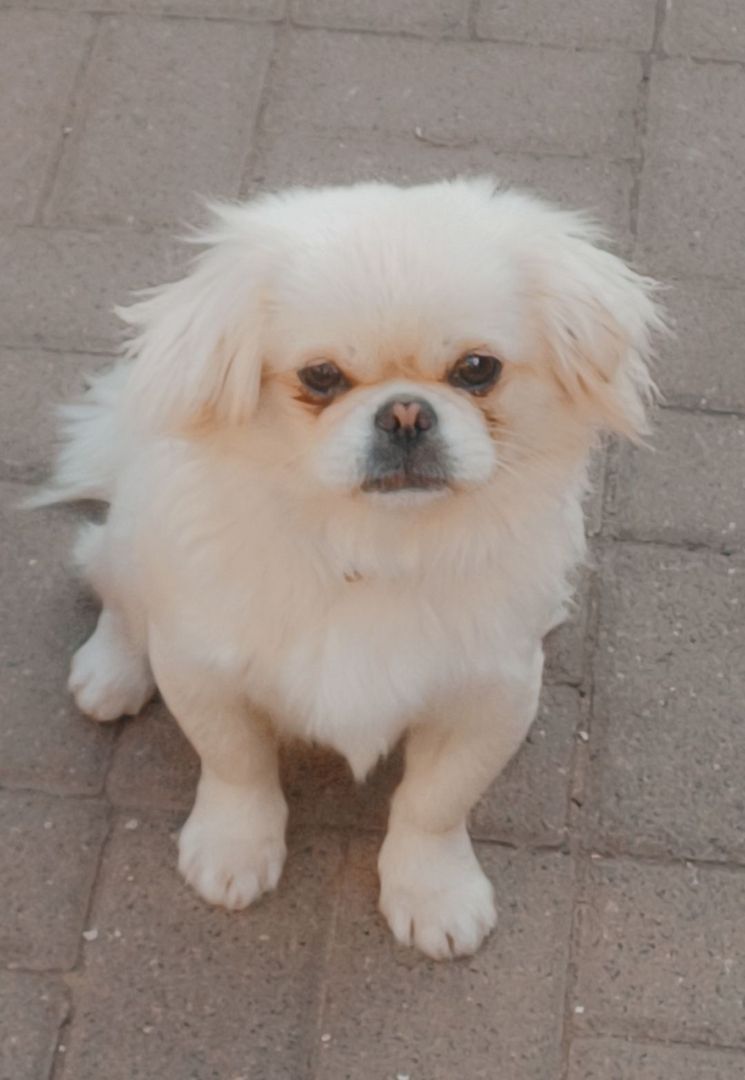 Verkaufe die kleine Maus