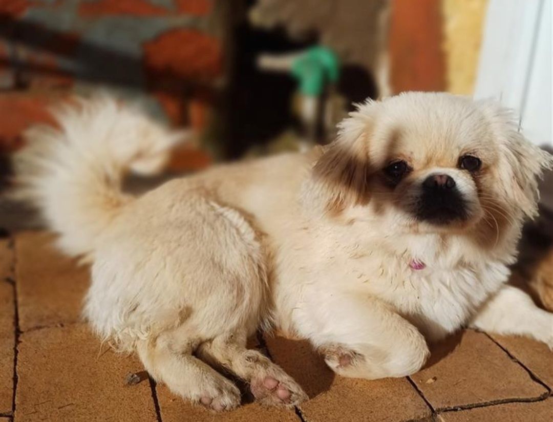 Verkaufe die kleine Maus