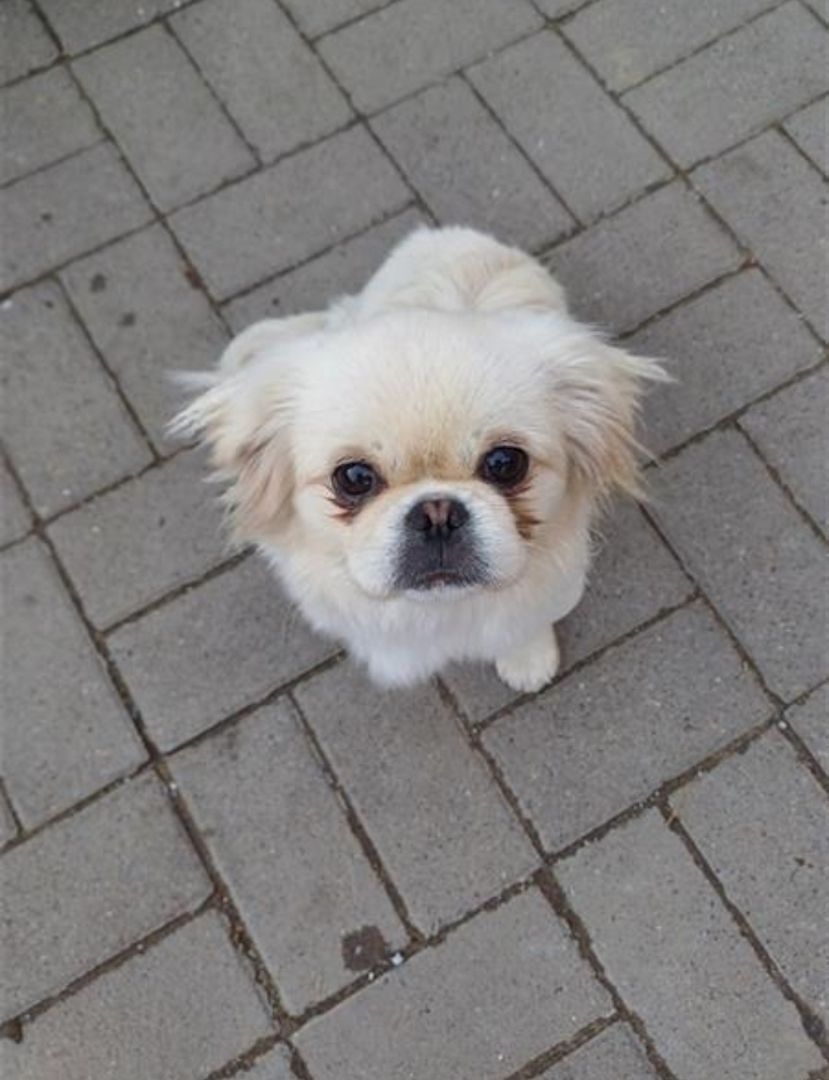 Verkaufe die kleine Maus