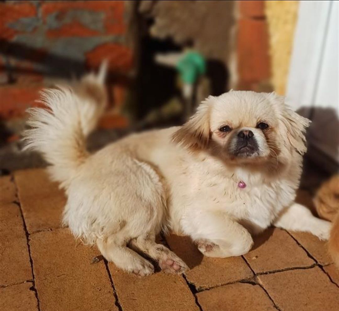 Verkaufe die kleine Maus