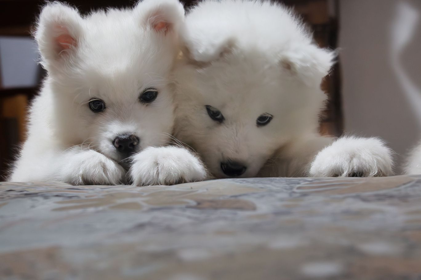 Reinrassige Samojeden Welpen