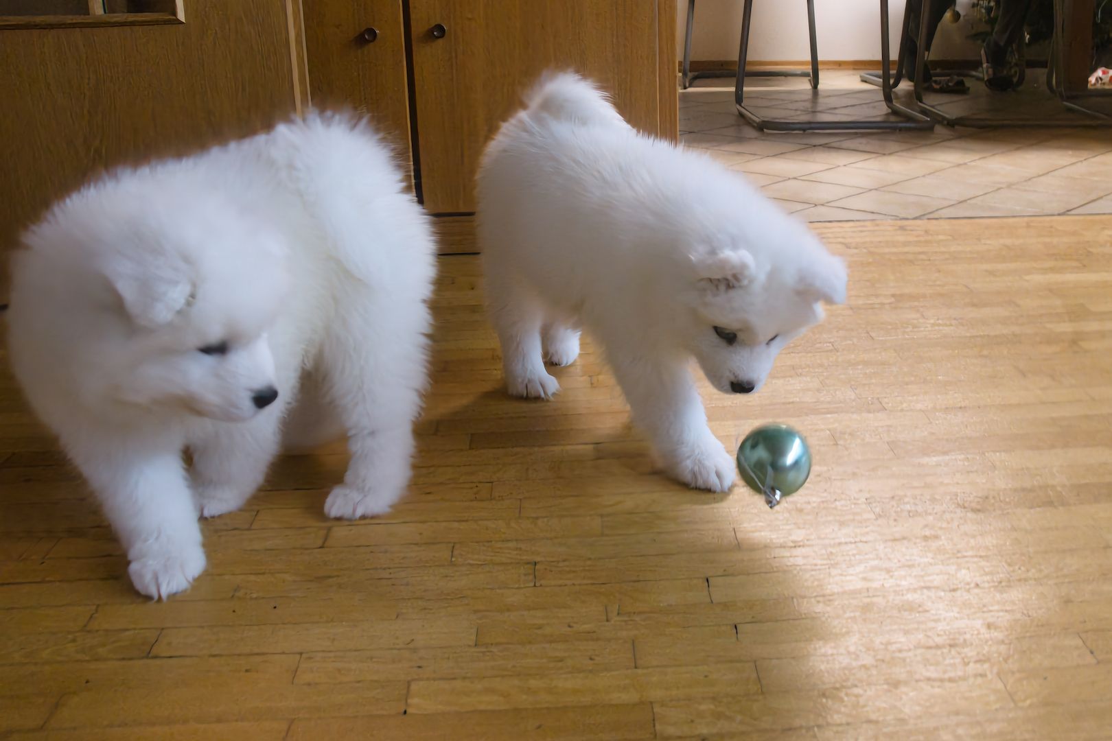 Reinrassige Samojeden Welpen