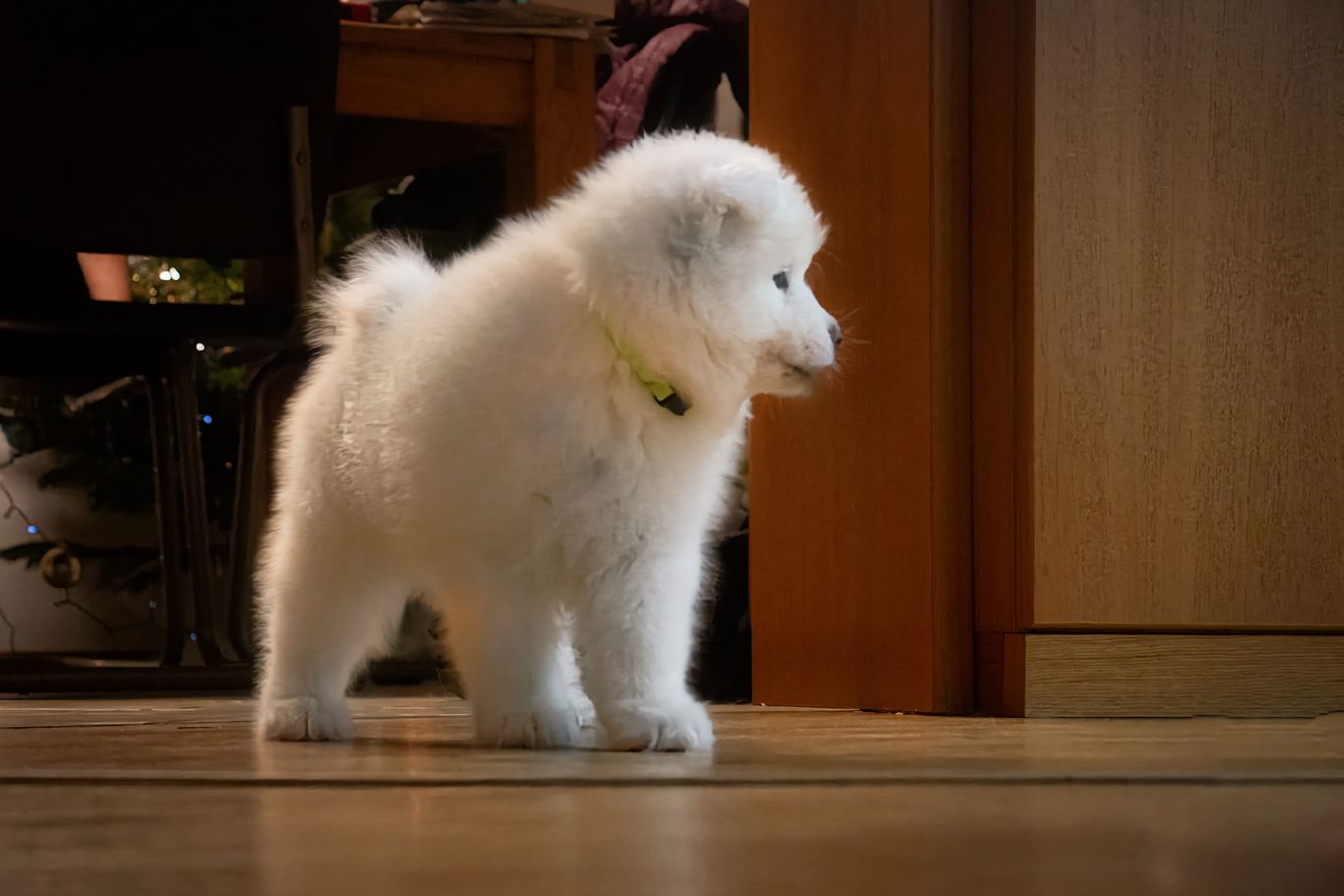 Reinrassige Samojeden Welpen