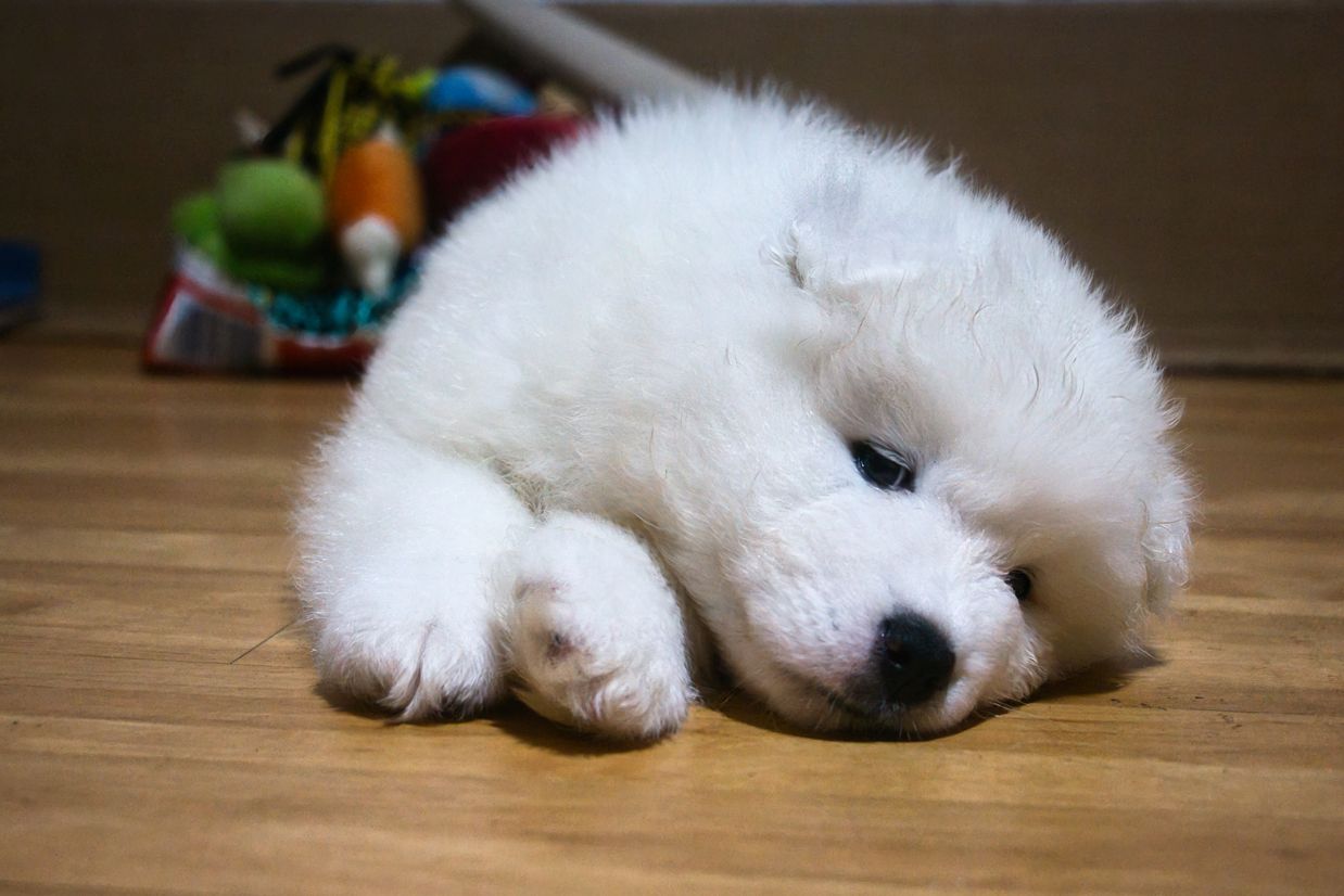 Reinrassige Samojeden Welpen